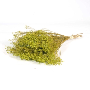 Broom Bloom Bunch Green