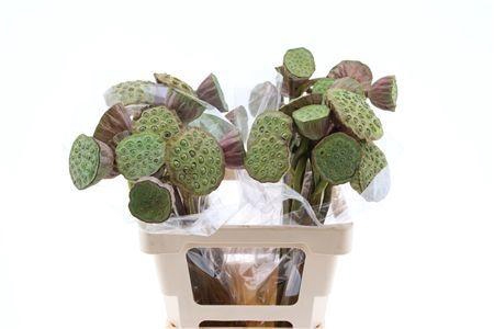 <h4>NELUMBO NUCIFERA</h4>