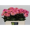 Dahlia Esli