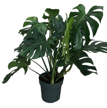 <h4>MONSTERA DELICIOSA P24</h4>