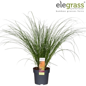 Carex testacea Prairie Fire P14