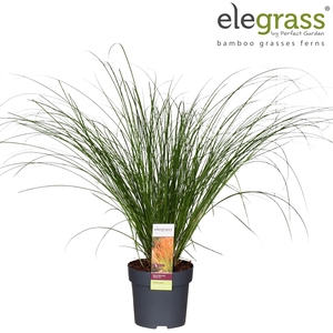 Carex testacea Prairie Fire P14