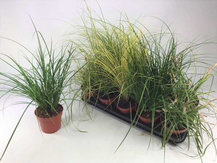 <h4>Carex   ...mix</h4>
