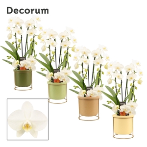 Phalaenopsis twirl wit in Lynn (Silent moods-collection)