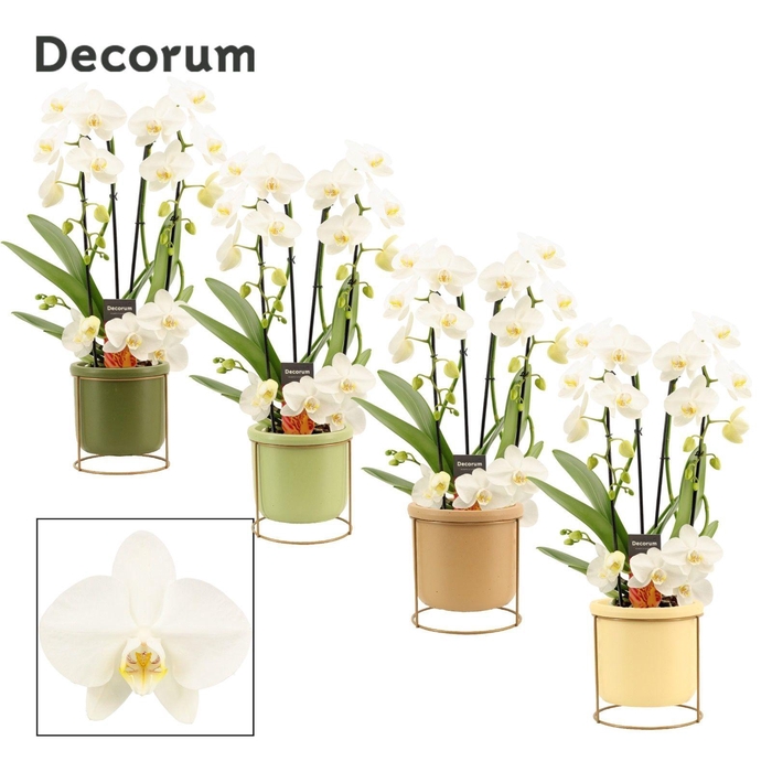 <h4>Phalaenopsis twirl wit in Lynn (Silent moods-collection)</h4>