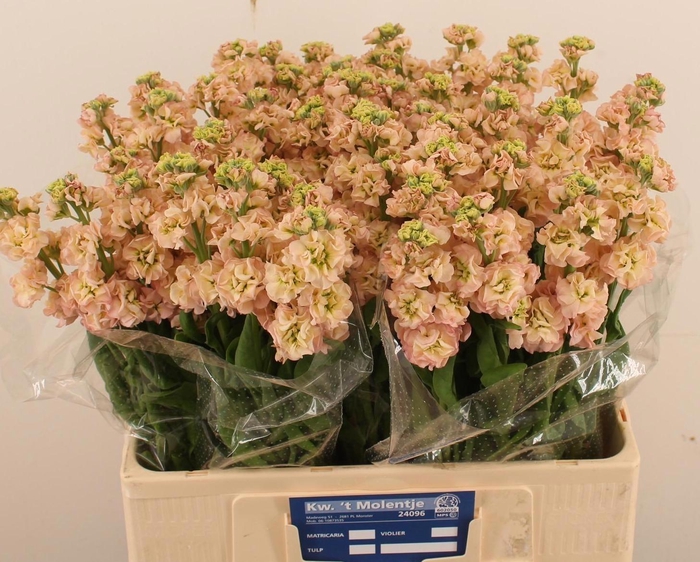 <h4>MATTH IMPALA APRICOT</h4>