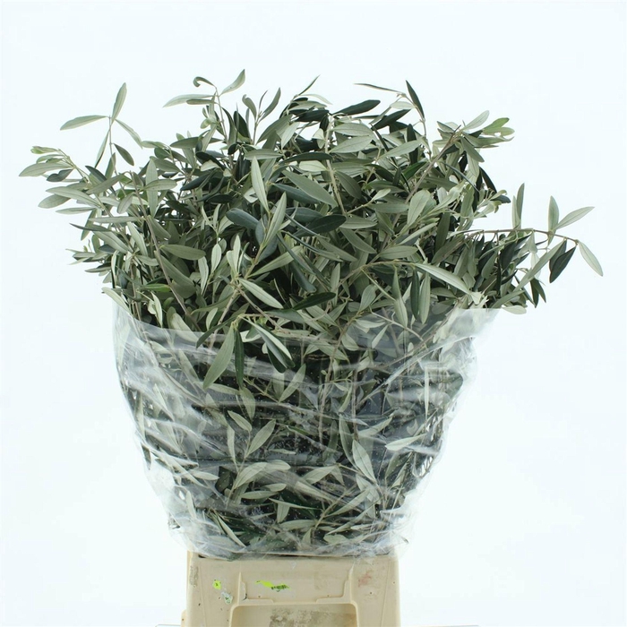 <h4>OLEA EUROPAEA</h4>