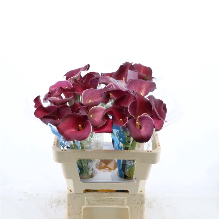 <h4>ZANT BORDEAUX ART</h4>