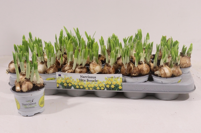 <h4>NARC D TETE BOUCLE</h4>