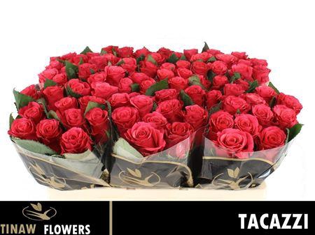 <h4>R Gr Tacazzi+</h4>