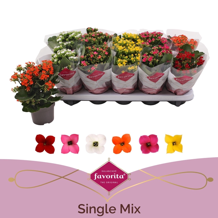 <h4>Kalanchoe Favorita 6 colour mix</h4>