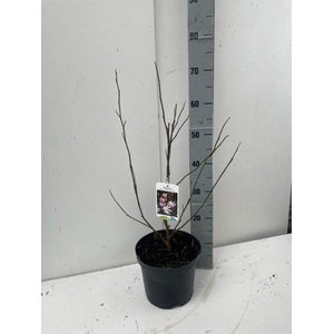 MAGN LO LEONARD MESS