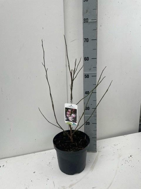 <h4>MAGN LO LEONARD MESS</h4>