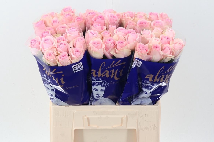 <h4>R Gr Revival Angel</h4>