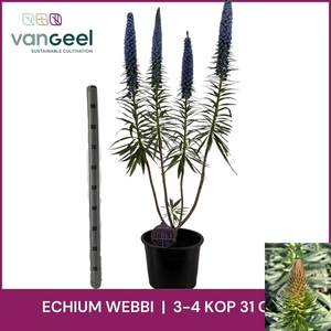 ECHIUM WEBBII