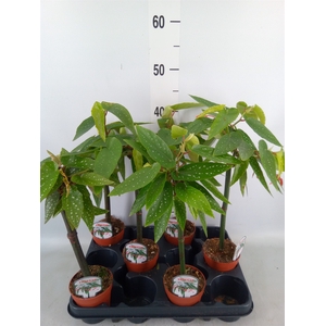 Begonia  'Tamaya'