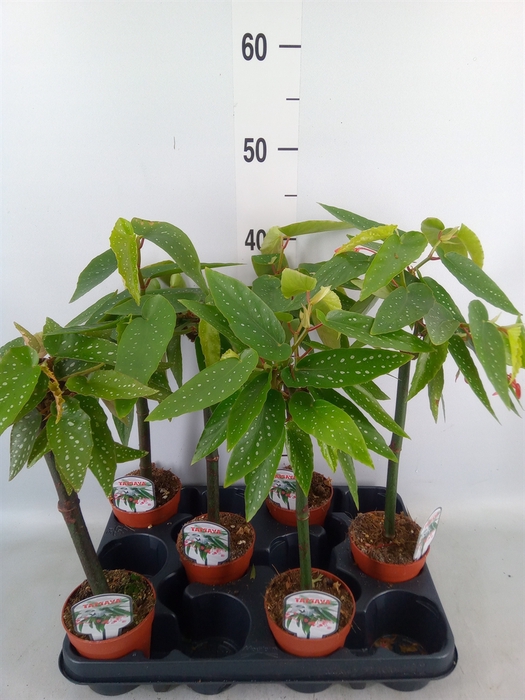 <h4>Begonia  'Tamaya'</h4>