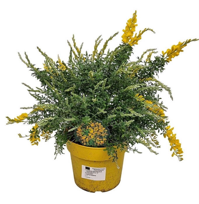 <h4>GENISTA X SP</h4>