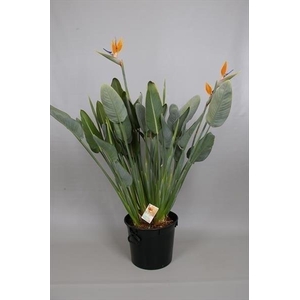 Strelitzia reginae oranje 7/8 bloemstelen, beperkt leverbaar