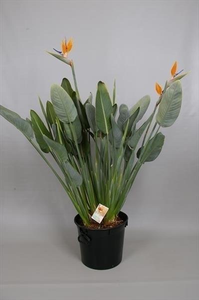 <h4>Strelitzia reginae oranje 7/8 bloemstelen, beperkt leverbaar</h4>