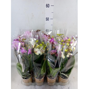 Phalaenopsis multi.   ...