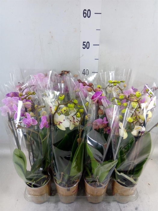 <h4>Phalaenopsis multi.   ...</h4>