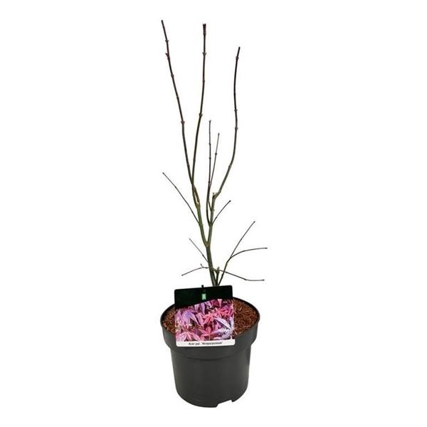 <h4>Acer pal. 'Atropurpureum'</h4>