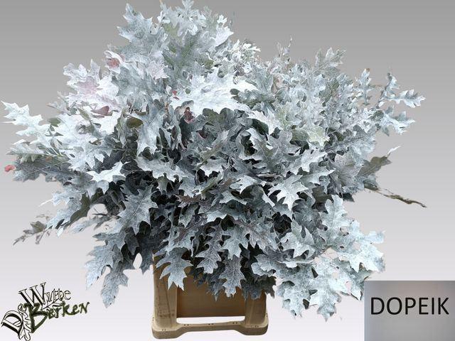 <h4>QUERCUS COLORED WHITE</h4>