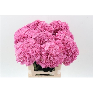 Hydrangea royal breeze (pink)