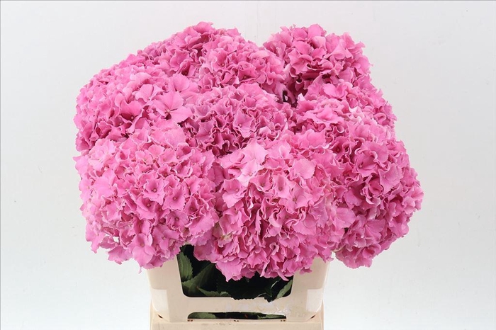 <h4>Hydrangea royal breeze (pink)</h4>