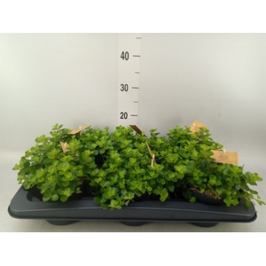 Peperomia rotundifolia