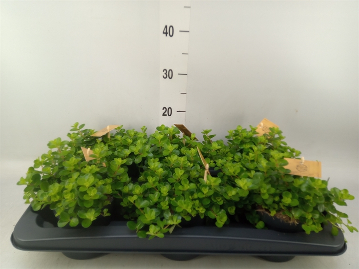 <h4>Peperomia rotundifolia</h4>