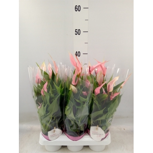 Anthurium andr. 'Lilli'