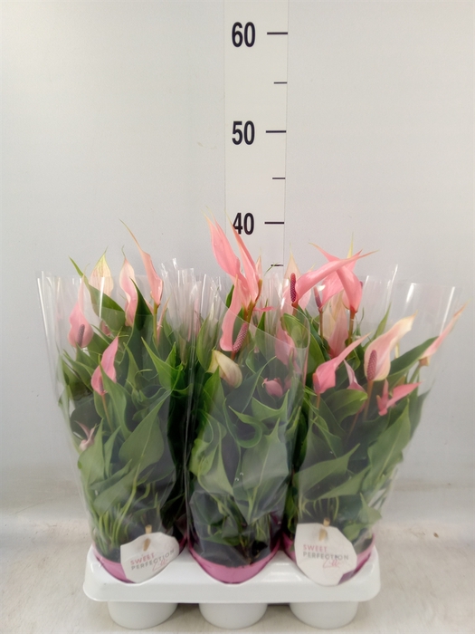 <h4>Anthurium andr. 'Lilli'</h4>