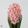 Hyacinthus or Anna Marie