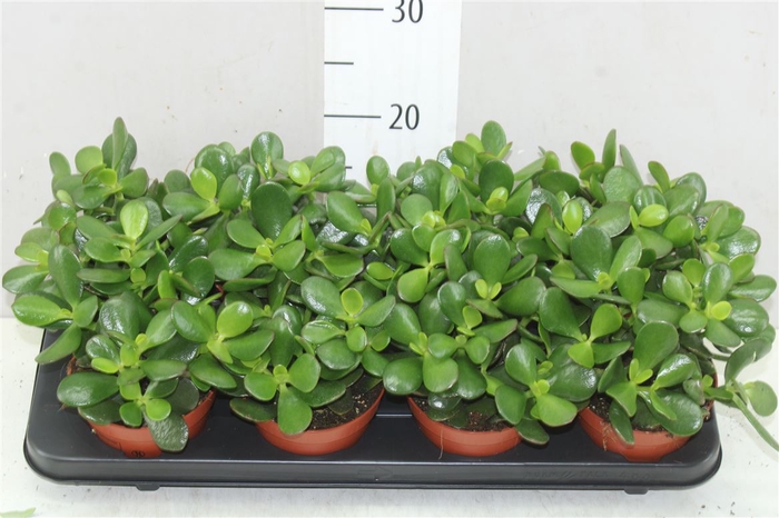 <h4>Crassula Ovata</h4>