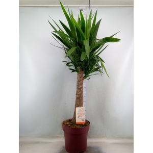 Yucca elephantipes   ...
