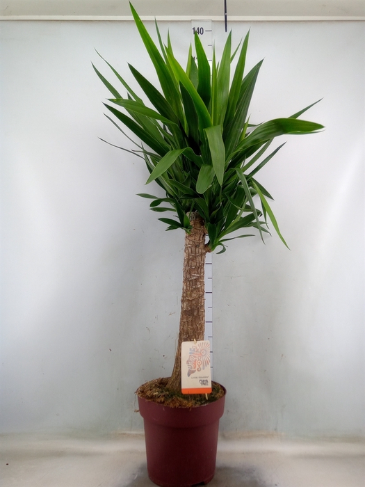 <h4>Yucca elephantipes   ...</h4>