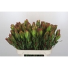 Leucadendron Laurel Yellow