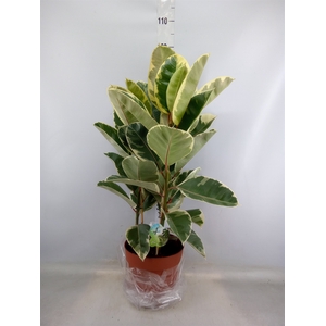 Ficus elastica 'Tineke'