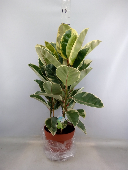 <h4>Ficus elastica 'Tineke'</h4>