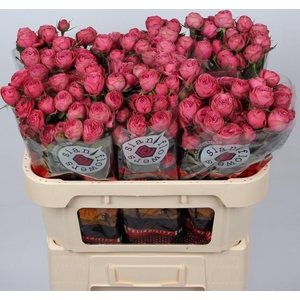 R TR GRA TRENDSETTER