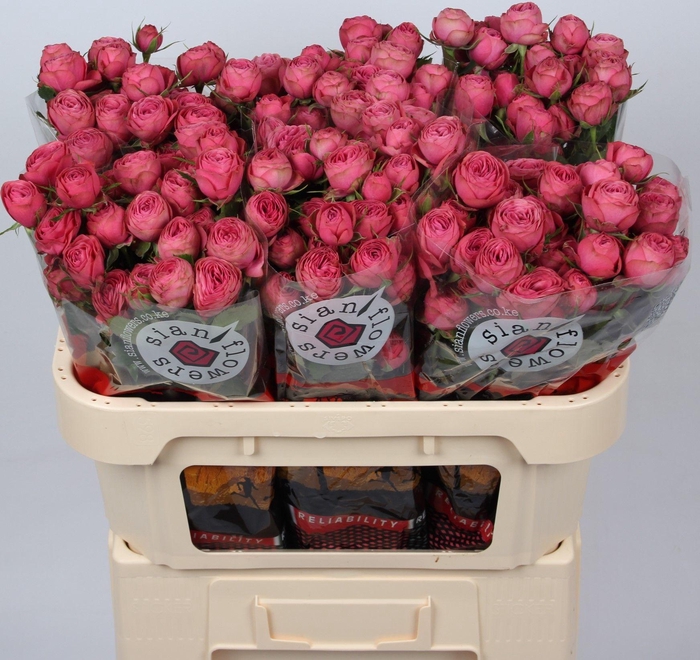 <h4>R TR GRA TRENDSETTER</h4>