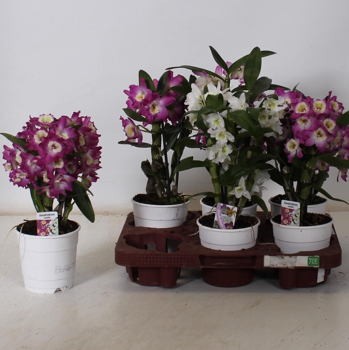 <h4>DEND NOBILE</h4>