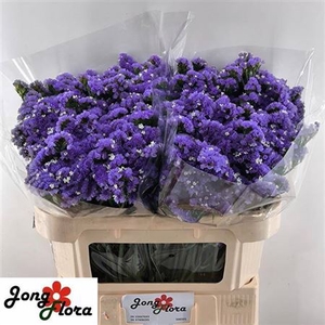 Limonium sinuatum Levis Wings