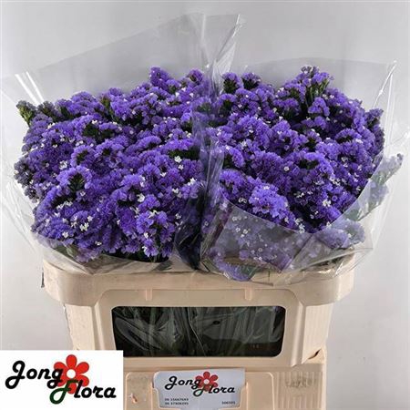 <h4>Limonium sinuatum Levis Wings</h4>