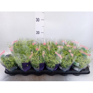 Senecio rowleyanus