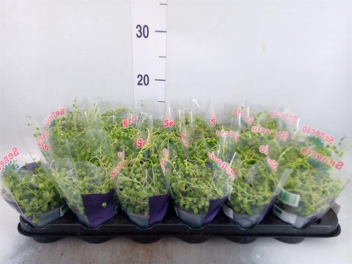 <h4>Senecio rowleyanus</h4>