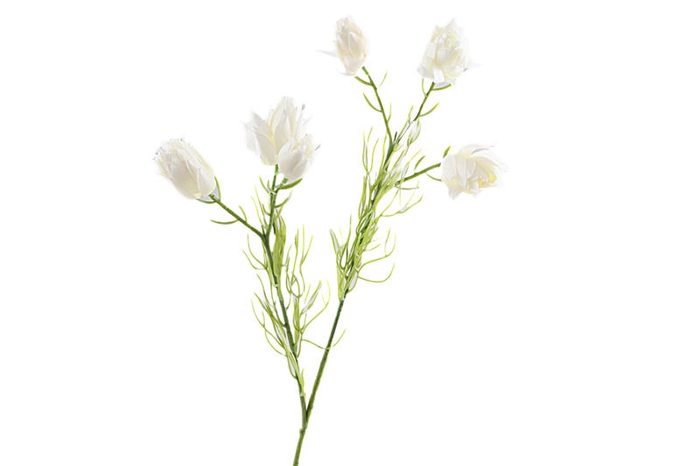 Protea Branch