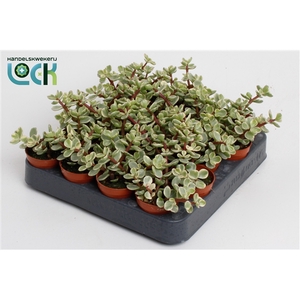 Portulacaria Afra Varigata